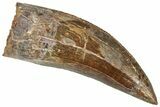 Serrated Carcharodontosaurus Tooth - Giant Dinosaur Tooth #322005-1